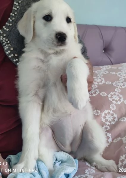 Adozione urgente Brigitte splendida cucciola 2 mesi  | Foto 6