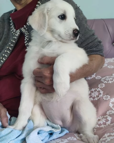 Adozione urgente Brigitte splendida cucciola 2 mesi  | Foto 5