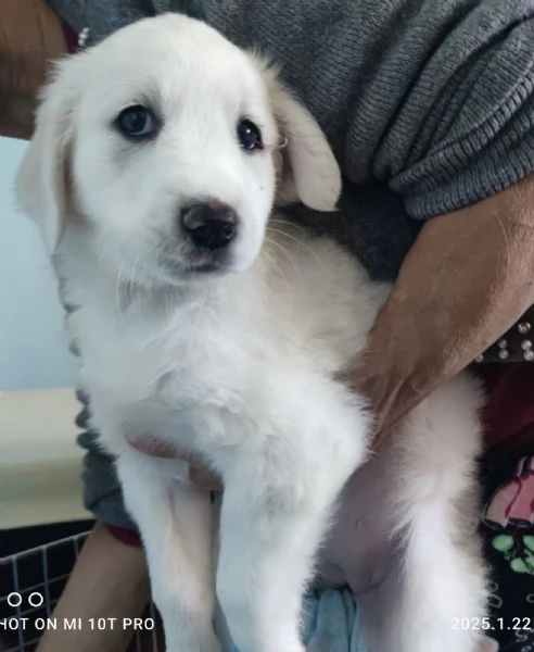 Adozione urgente Brigitte splendida cucciola 2 mesi  | Foto 4