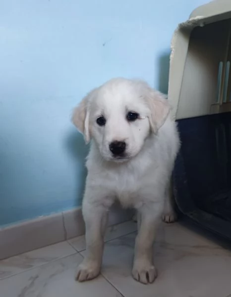 Adozione urgente Brigitte splendida cucciola 2 mesi  | Foto 3