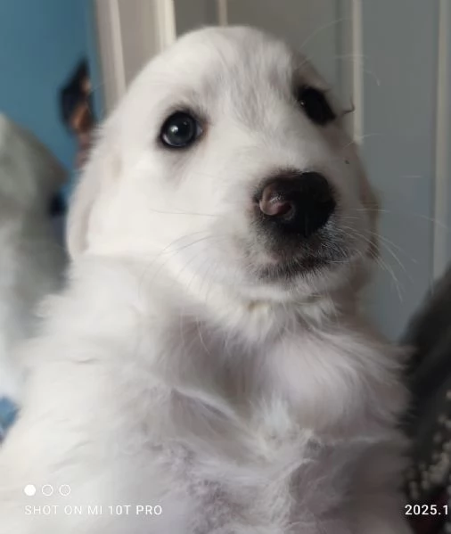 Adozione urgente Brigitte splendida cucciola 2 mesi  | Foto 2