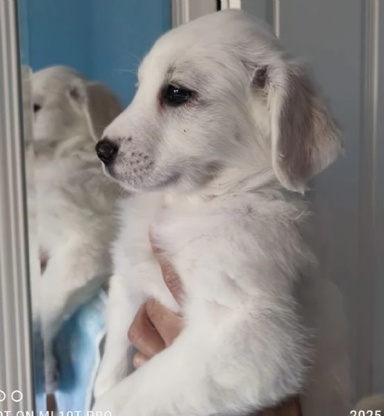 Adozione urgente Brigitte splendida cucciola 2 mesi  | Foto 1