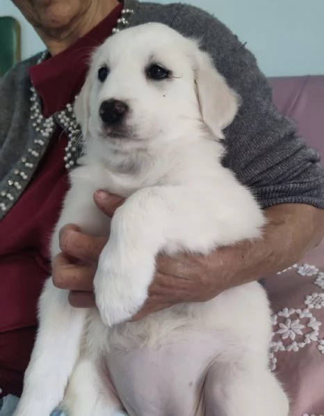 Adozione urgente Brigitte splendida cucciola 2 mesi  | Foto 0