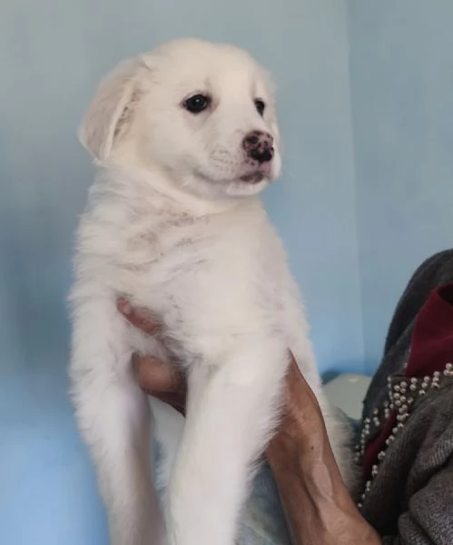 Adozione urgente lolly cucciola 2 mesi simil Labrador  | Foto 3