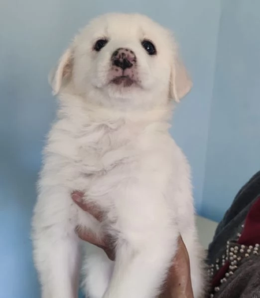 Adozione urgente lolly cucciola 2 mesi simil Labrador  | Foto 1