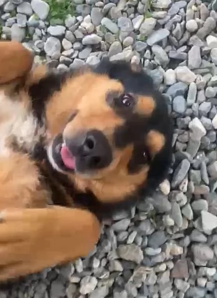 Adozione Luna dolcissima cagnolina 2 anni taglia media  | Foto 5