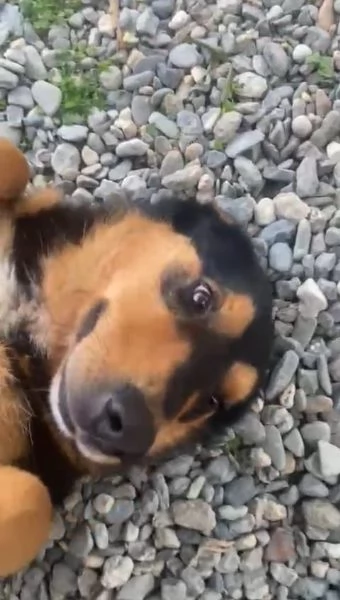 Adozione Luna dolcissima cagnolina 2 anni taglia media  | Foto 4