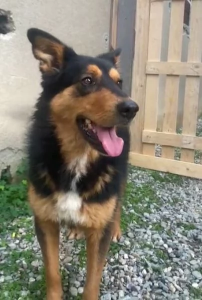 Adozione Luna dolcissima cagnolina 2 anni taglia media  | Foto 3