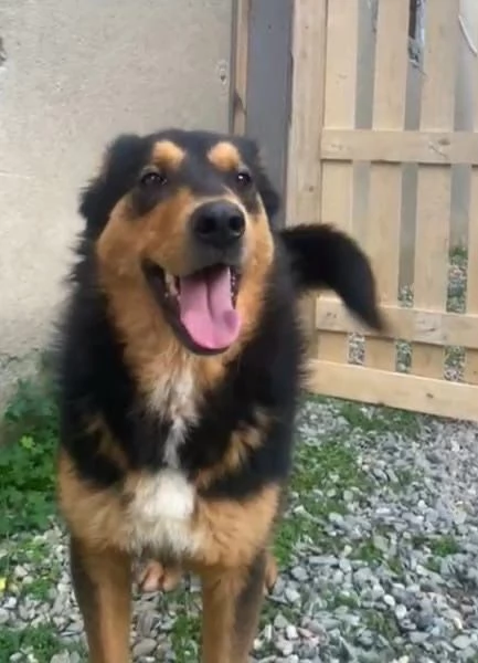 Adozione Luna dolcissima cagnolina 2 anni taglia media 