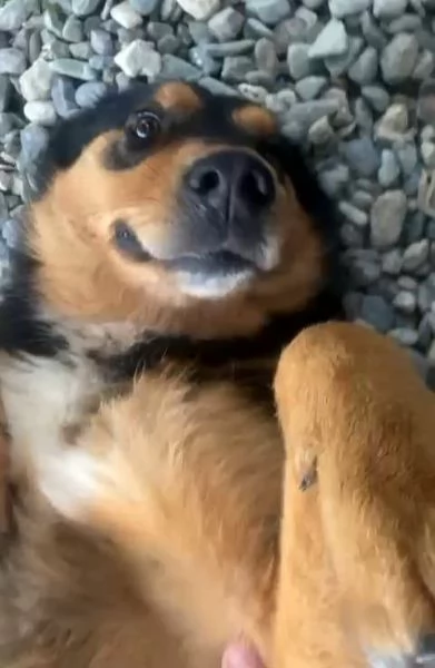 Adozione Luna dolcissima cagnolina 2 anni taglia media  | Foto 0