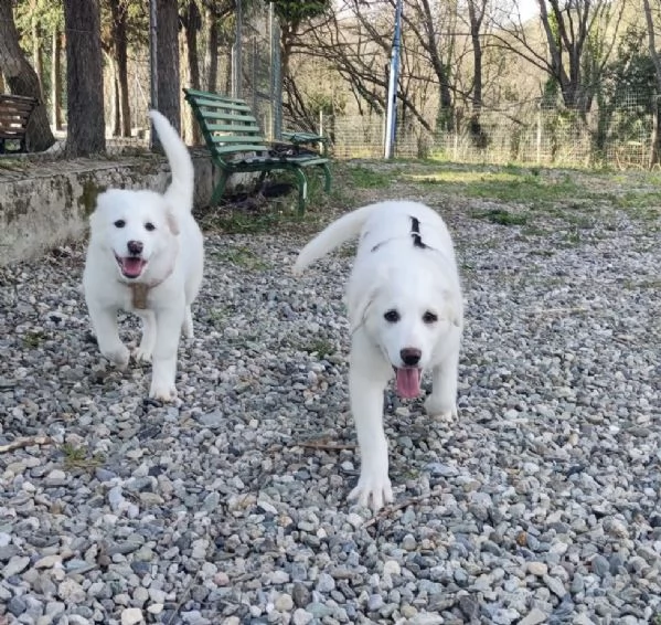 Adozione lolli dolce cucciola 3 mesi taglia media  | Foto 6