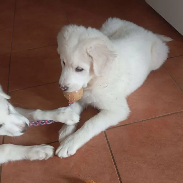 Adozione lolli dolce cucciola 3 mesi taglia media  | Foto 5