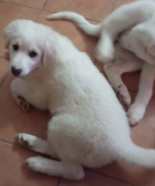 Adozione lolli dolce cucciola 3 mesi taglia media  | Foto 4