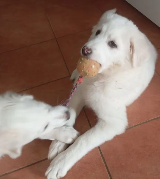 Adozione lolli dolce cucciola 3 mesi taglia media  | Foto 3