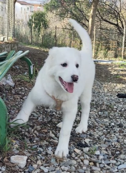 Adozione lolli dolce cucciola 3 mesi taglia media  | Foto 2