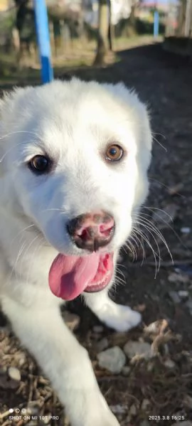 Adozione lolli dolce cucciola 3 mesi taglia media 
