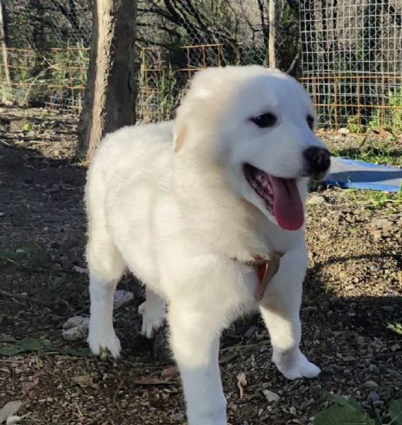 Adozione lolli dolce cucciola 3 mesi taglia media  | Foto 0