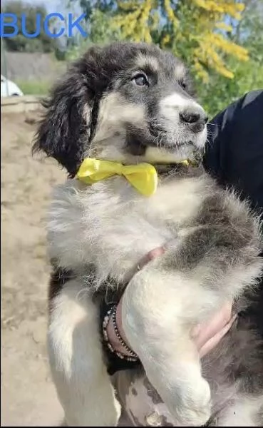 8 dolcissimi cuccioli 3 mesi taglia medio grande in canile  | Foto 6