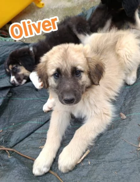 8 dolcissimi cuccioli 3 mesi taglia medio grande in canile  | Foto 5