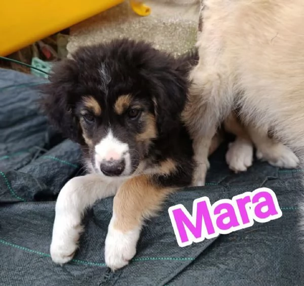 8 dolcissimi cuccioli 3 mesi taglia medio grande in canile  | Foto 4