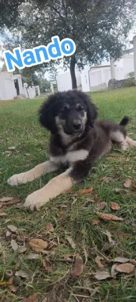 8 dolcissimi cuccioli 3 mesi taglia medio grande in canile  | Foto 3