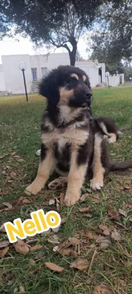 8 dolcissimi cuccioli 3 mesi taglia medio grande in canile  | Foto 2