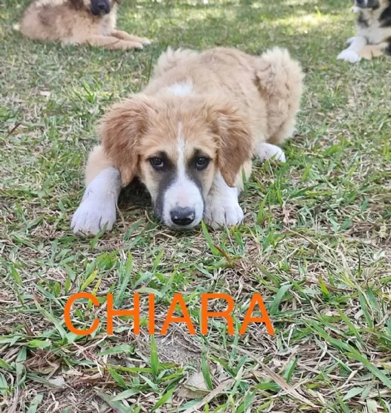 8 dolcissimi cuccioli 3 mesi taglia medio grande in canile  | Foto 1