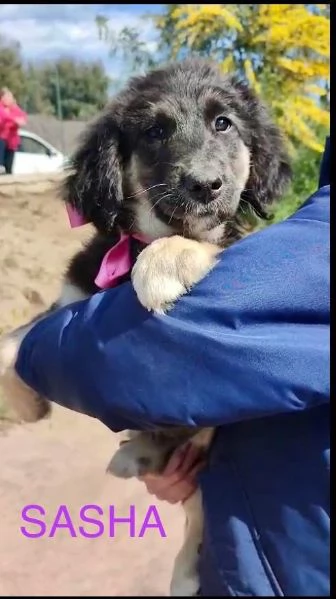 8 dolcissimi cuccioli 3 mesi taglia medio grande in canile  | Foto 0