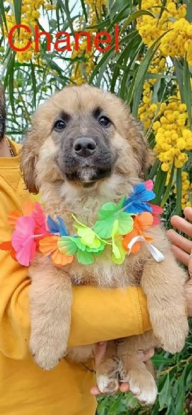 8 dolcissimi cuccioli 3 mesi taglia medio grande in canile 