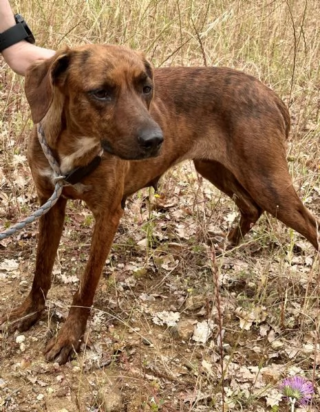 Olivia segugina di una dolcezza infinita 1 anno tg media