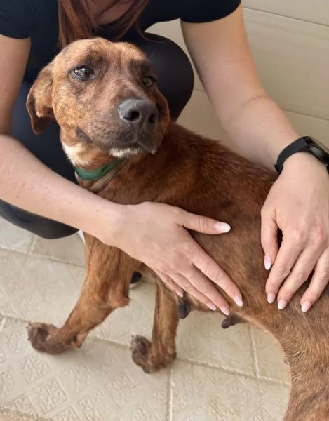 Olivia segugina di una dolcezza infinita 1 anno tg media | Foto 6