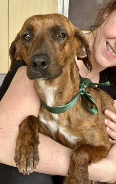 Olivia segugina di una dolcezza infinita 1 anno tg media | Foto 4