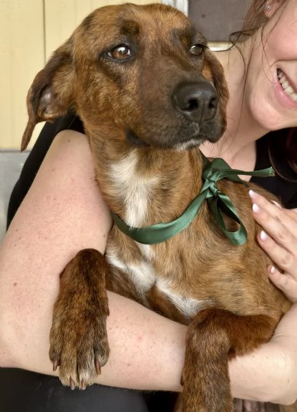 Olivia segugina di una dolcezza infinita 1 anno tg media | Foto 2