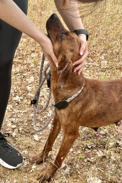 Olivia segugina di una dolcezza infinita 1 anno tg media | Foto 1