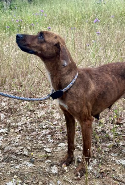 Olivia segugina di una dolcezza infinita 1 anno tg media | Foto 0