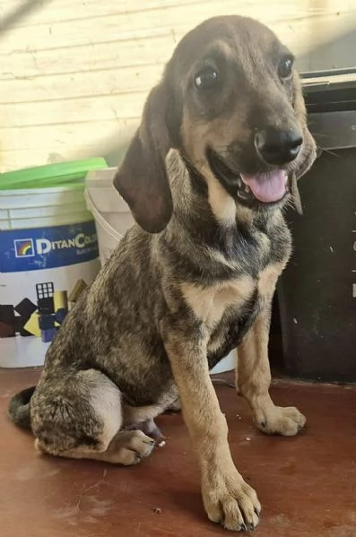 Adozione dolcissimo cucciolo segugio 3 mesi taglia media  | Foto 6