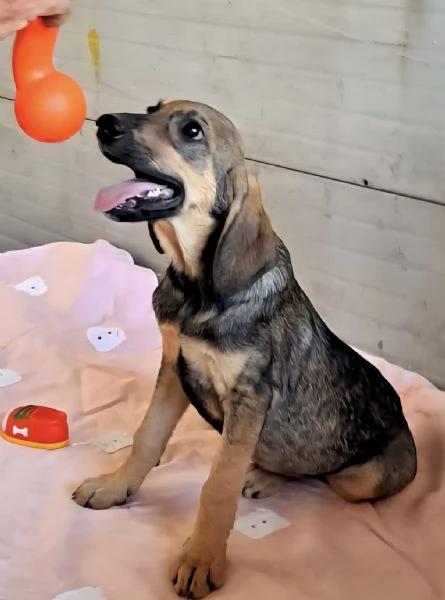 Adozione dolcissimo cucciolo segugio 3 mesi taglia media  | Foto 5