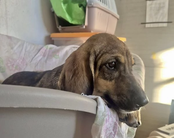 Adozione dolcissimo cucciolo segugio 3 mesi taglia media  | Foto 4