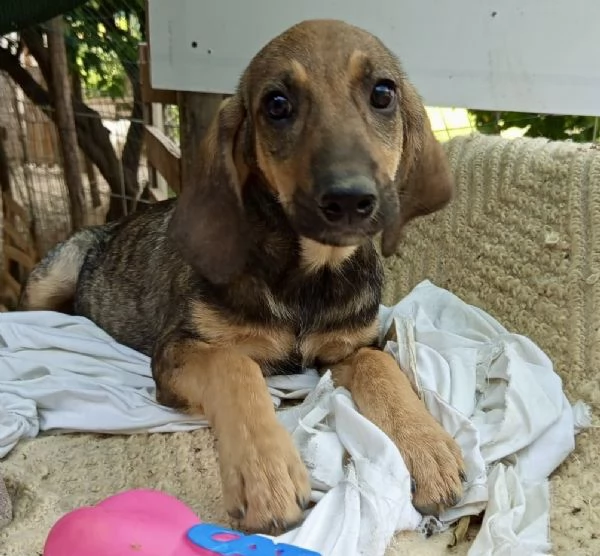 Adozione dolcissimo cucciolo segugio 3 mesi taglia media  | Foto 3