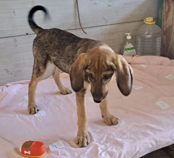 Adozione dolcissimo cucciolo segugio 3 mesi taglia media  | Foto 2