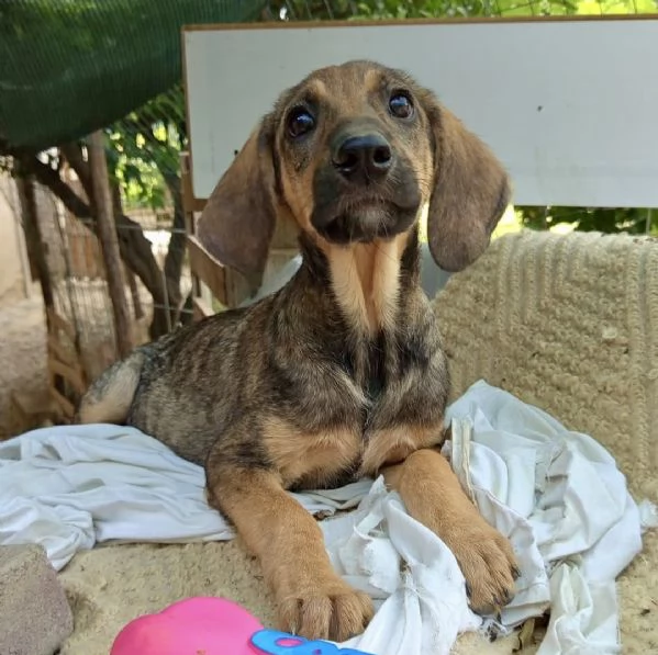 Adozione dolcissimo cucciolo segugio 3 mesi taglia media 