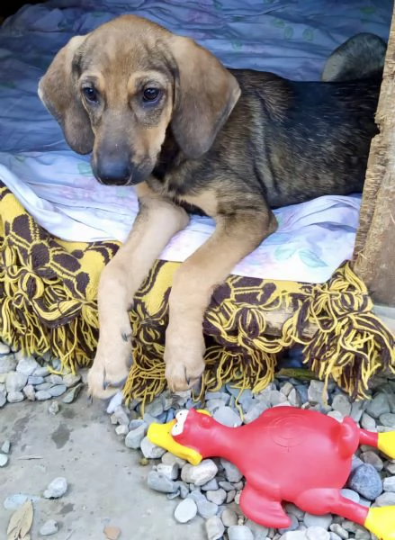 Adozione dolcissimo cucciolo segugio 3 mesi taglia media  | Foto 1