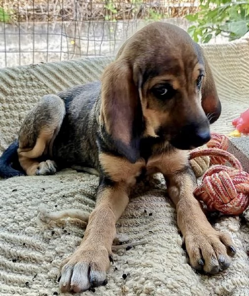 Adozione dolcissimo cucciolo segugio 3 mesi taglia media  | Foto 0