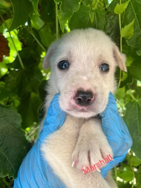 Marshall dolce cucciolo 1 mese taglia medio grande  | Foto 4