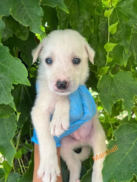 Marshall dolce cucciolo 1 mese taglia medio grande  | Foto 3