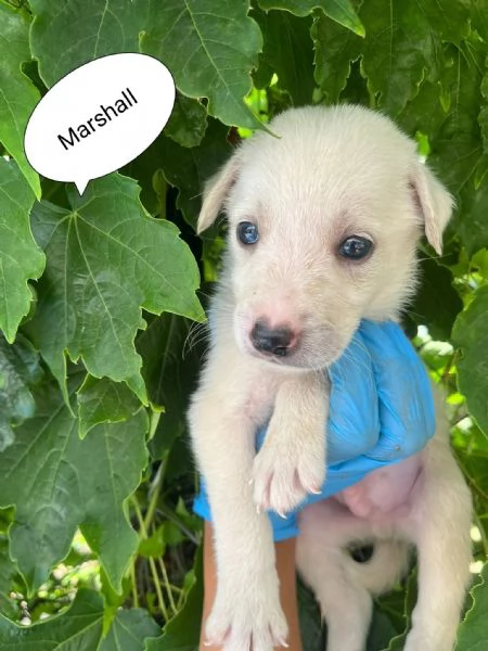Marshall dolce cucciolo 1 mese taglia medio grande  | Foto 2