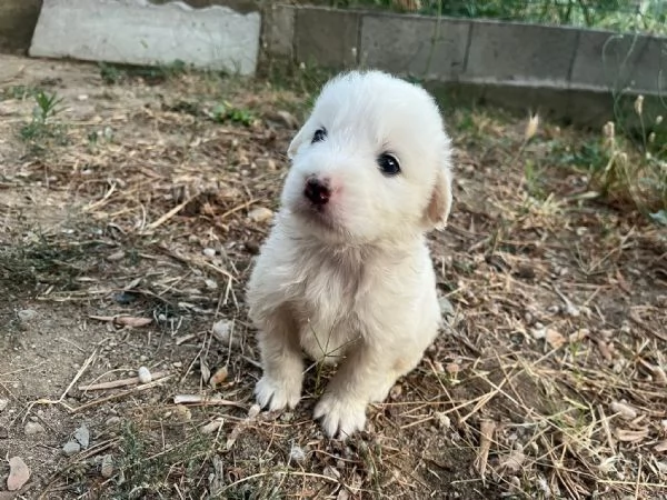 Marshall dolce cucciolo 1 mese taglia medio grande  | Foto 1