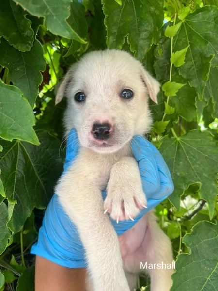 Marshall dolce cucciolo 1 mese taglia medio grande 