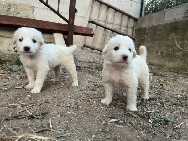 Marshall dolce cucciolo 1 mese taglia medio grande  | Foto 0
