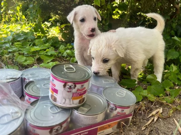 Chase dolce cucciolo 1 mese taglia medio grande 